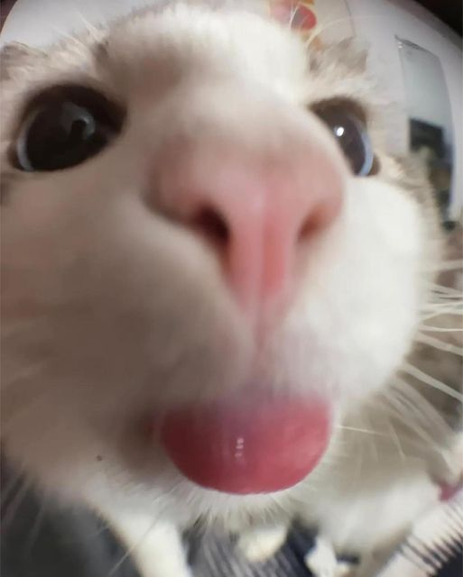 cutie